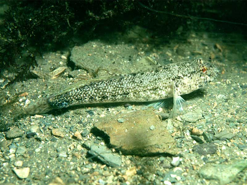 Gobius couchi